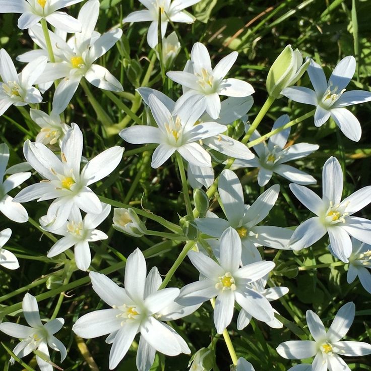 fiori bianchi su un prato