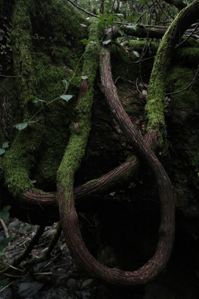radici di un albero in una foresta