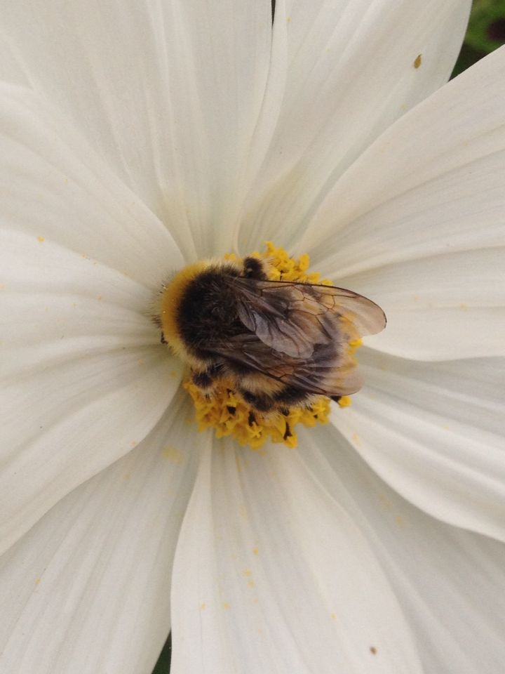 un'ape al centro di un fiore bianco
